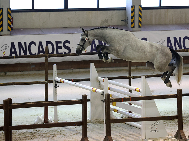 Todo listo el XXXIV Concurso Morfológico ANCADES