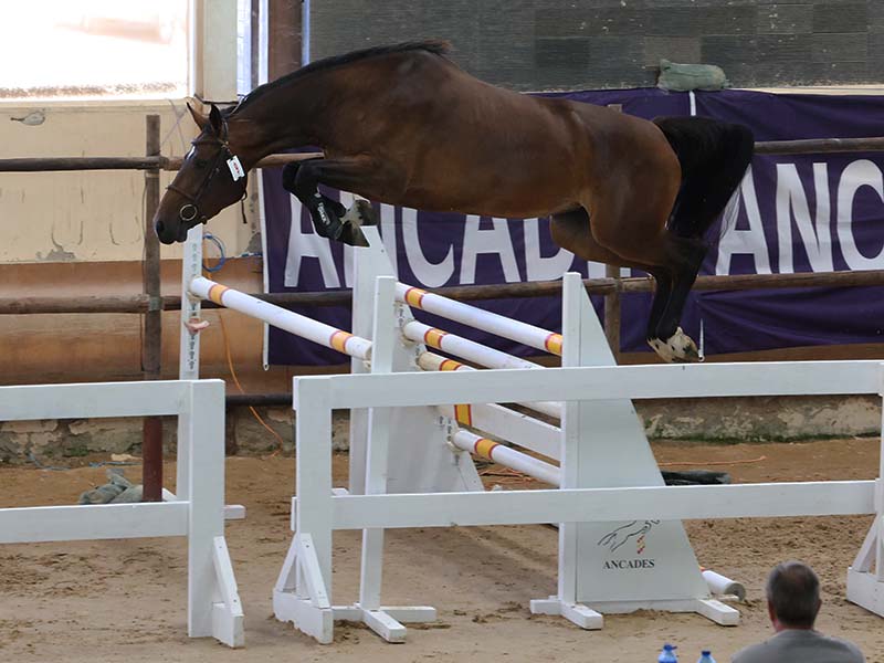 El Concurso Morfológico de ANCADES entra en su recta final
