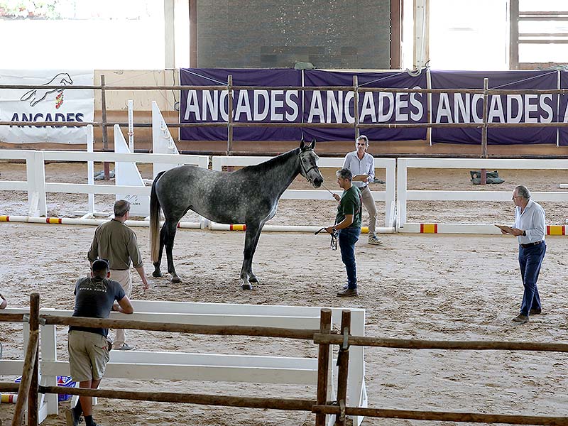 Primeros líderes en el XXXIV Concurso Morfológico ANCADES